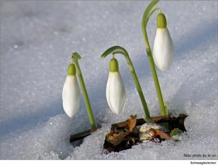 buds in snow